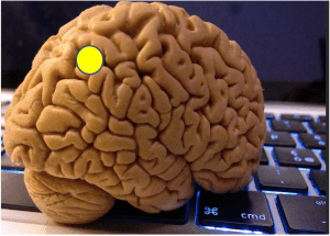 cervello traffico digitale